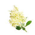 thumbnail image 1 of Daboolka Ramo de flores de simulación de flor de jacinto artificial para decoración del hogar (blanco), 1 of 2