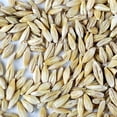 thumbnail image 2 of Organic Barley Seeds - 9 Lbs in Pre-Measured Bags for 10x20 Trays - Whole (Hull Intact) Barleygrass Seed - Ornamental Barley Grass, Juicing, 2 of 7