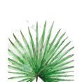thumbnail image 3 of Pinto, Patricia 15x18 Black Modern Framed Museum Art Print Titled - Palm Frond II, 3 of 5