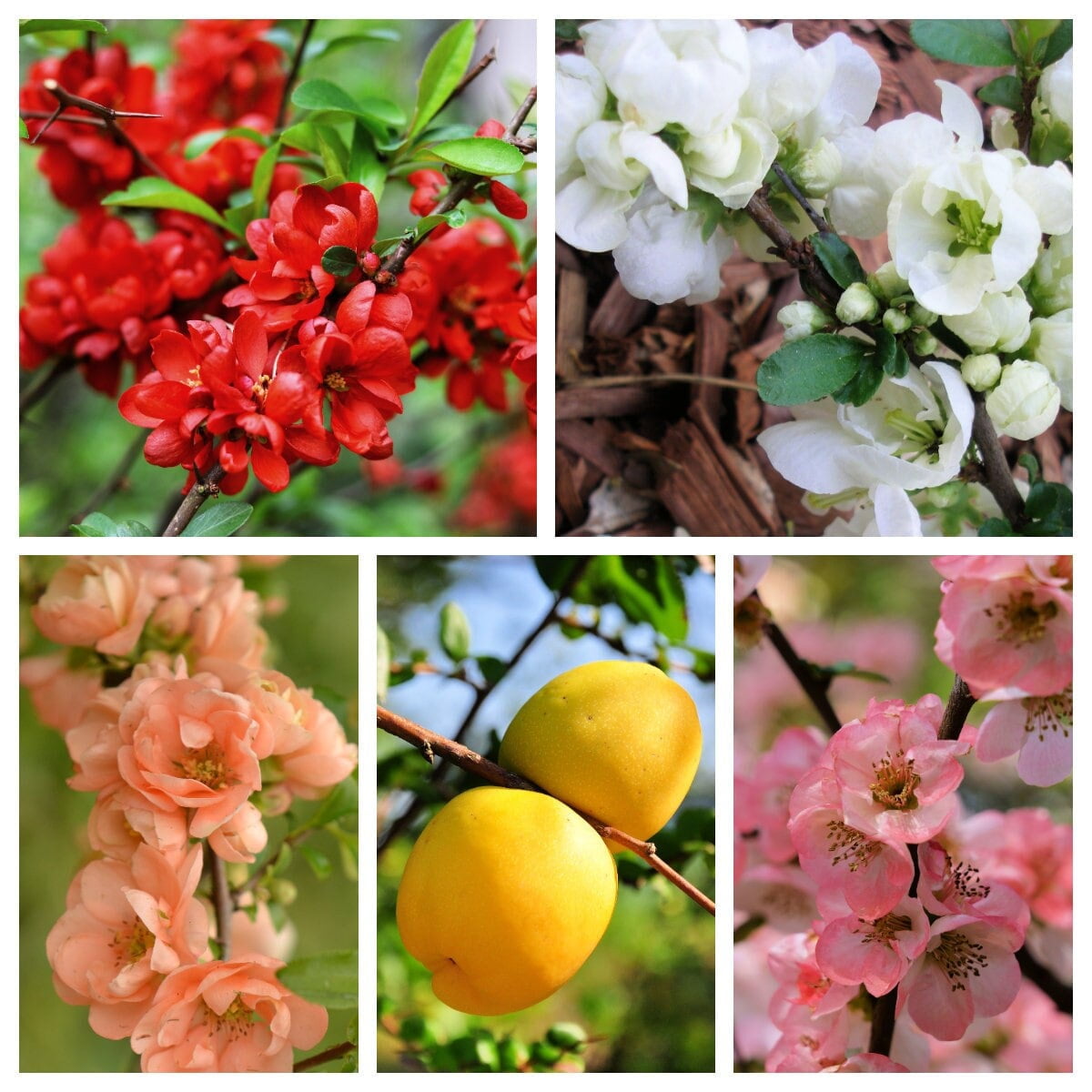 30 FLOWERING QUINCE Fruit Seeds Pink Red White Orange Flowering Shrub