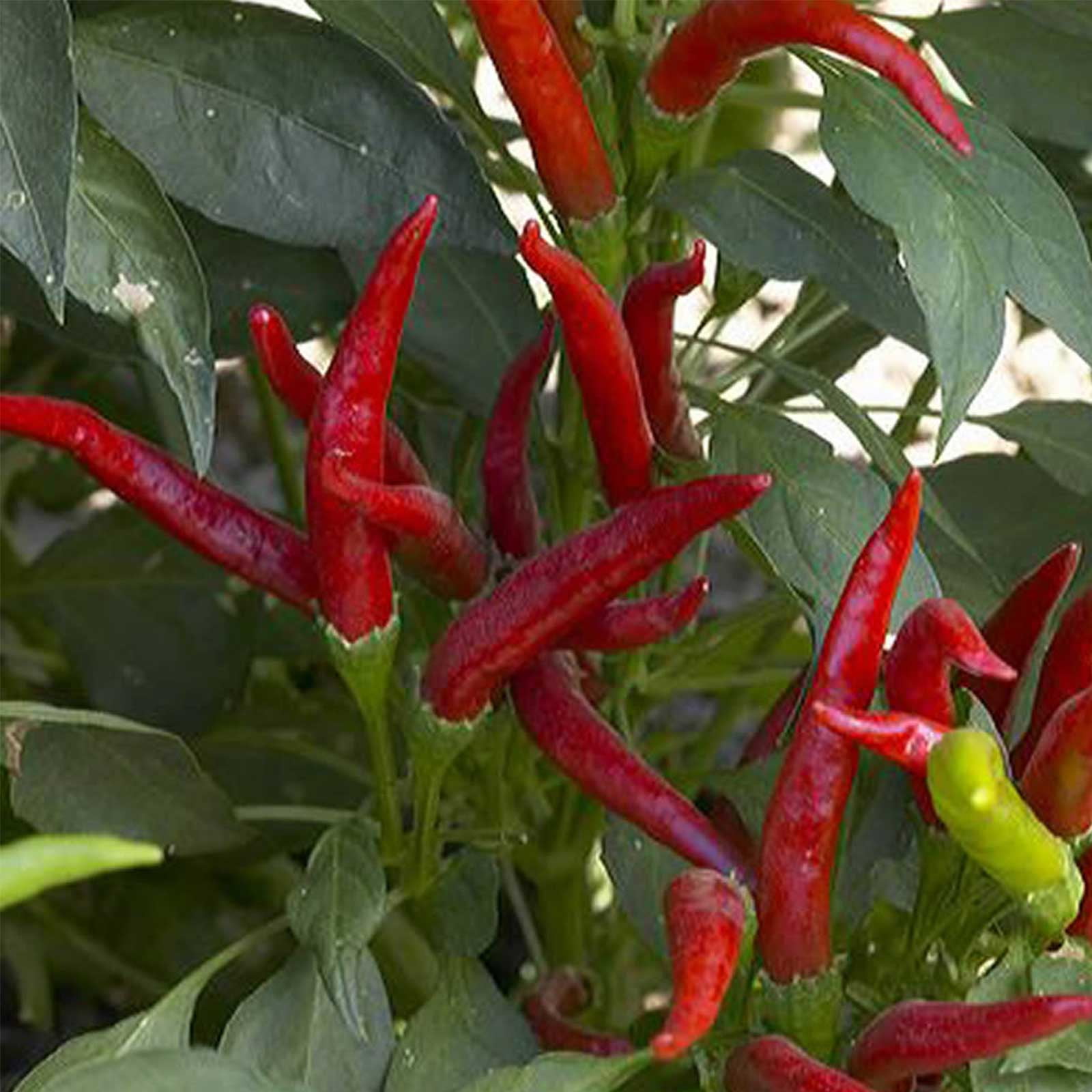 red hot pepper viable fresh organic vegetable 100 seed long chili 