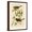 Brown Frame, variant on Art.com Oregon Snow Bird Art Print by John James Audubon, 12" x 18"