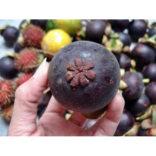 Fresh Mangosteen