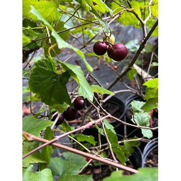 Lane Muscadine Grape Vine Liner Set of 2