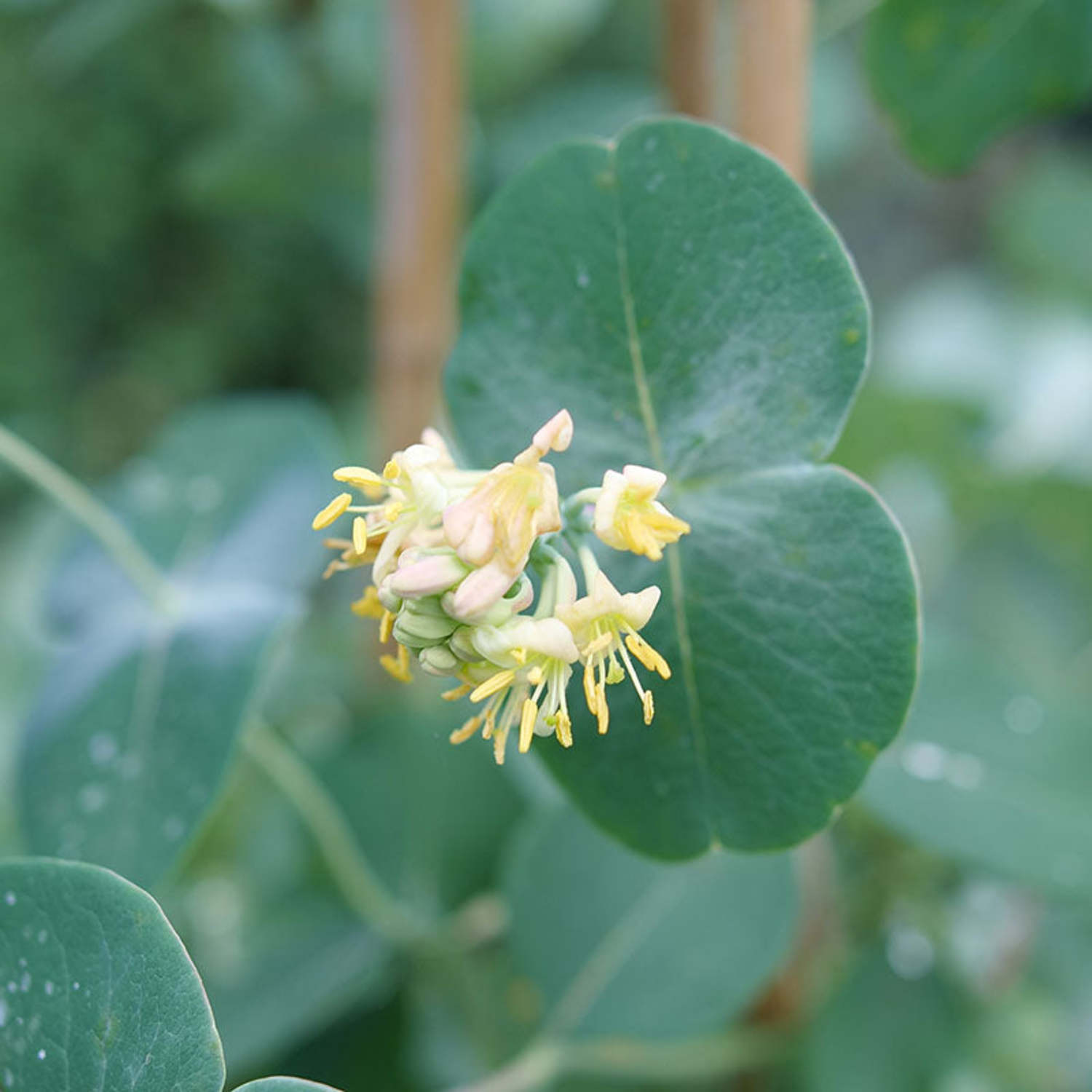 Proven Winners ColorChoice 5" Yellow Kintzley's Ghost Honeysuckle Live Plant in 4.5" Pot (4 Count)