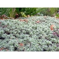 thumbnail image 2 of Wooly Thyme - Great Groundcover - Live Plant - Hardy - 3" Pot, 2 of 3