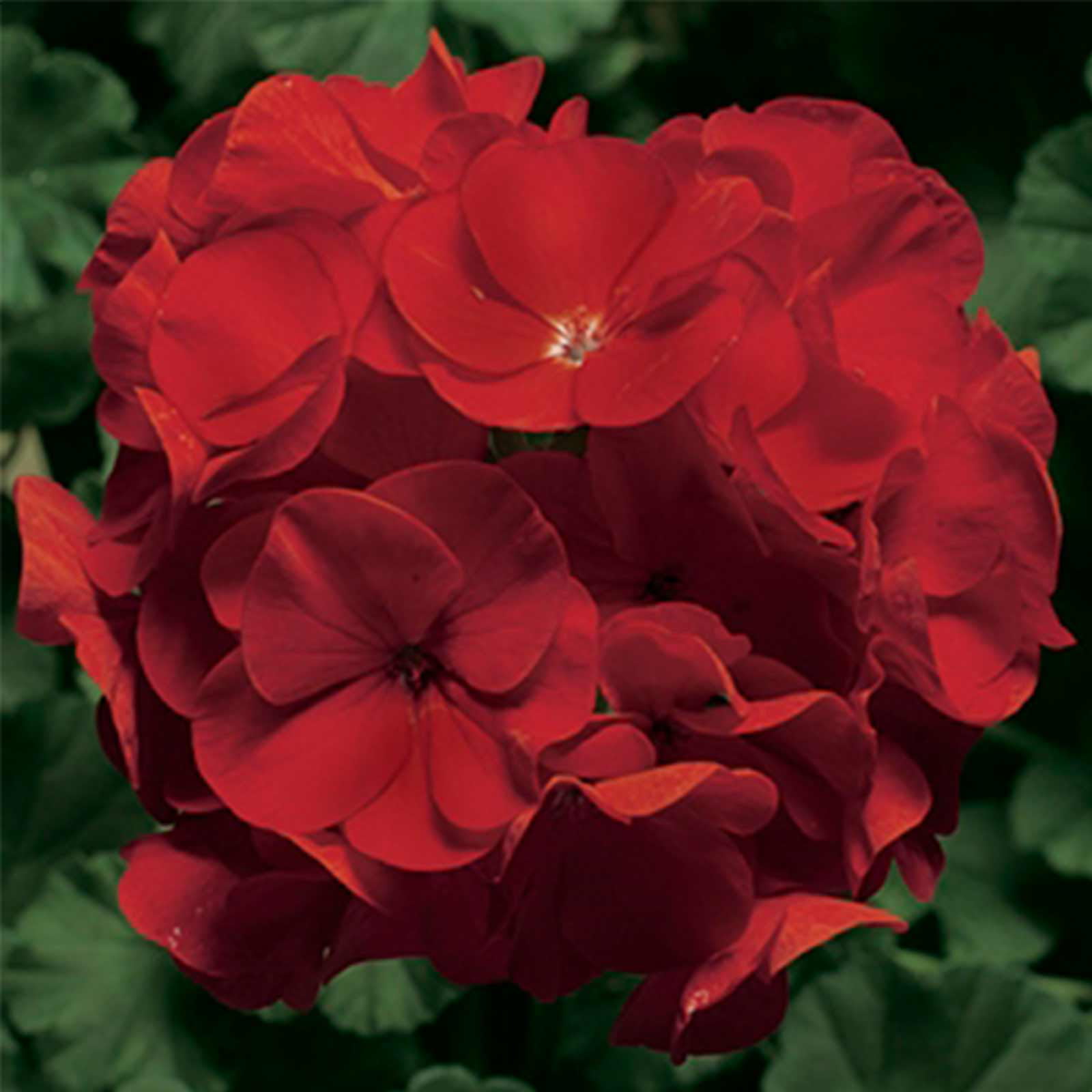 Pinto Premium F1 Series Geranium Flower Garden Seeds - Deep Red - 100