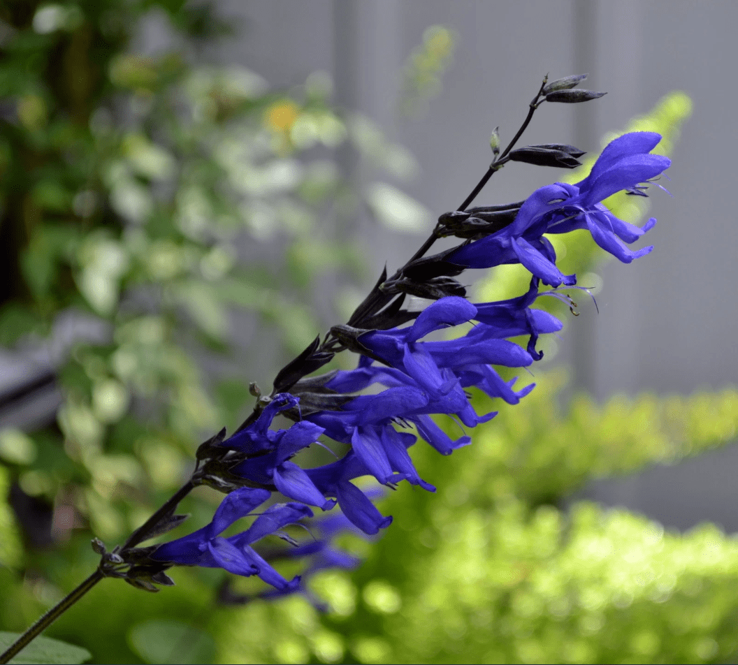 Pack of 3 Black and Blue Salvia Live Starter Plants, Tender Perennial Herb Attract Hummingbirds Plant, 3 to 6 Inch Tall, No Ship Pot