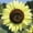 Lemon Queen, variant on Harris Seeds 50 Dwarf Grey Stripe Plant Seed, Eye Catching