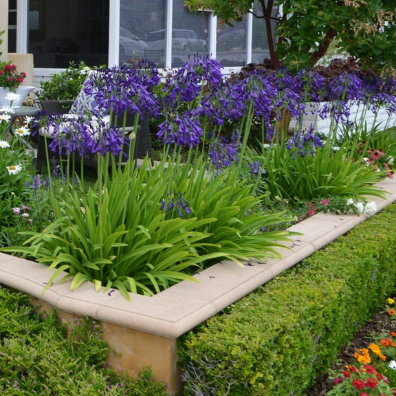 National Plant Network 1 gal Agapanthus Live Perennial Plant Full Sunlight with Purple Flowers