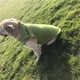 thumbnail image 1 of Ropa para Perros Xihbxyly Dia Del Primer Ministro Invierno Polar con Chaleco, 1 of 7