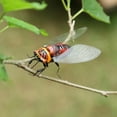 thumbnail image 2 of Craft Bug Ornament, 2 of 5