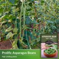 thumbnail image 3 of 3 Packs Asparagus Yard Long Bean Seeds - Non-GMO Heirloom Annual Full Sun Vegetable, 3 of 6