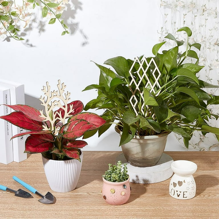 hobbit jade plant Crassula ovata Gollum - Jade Plant - Succulents | Hortology