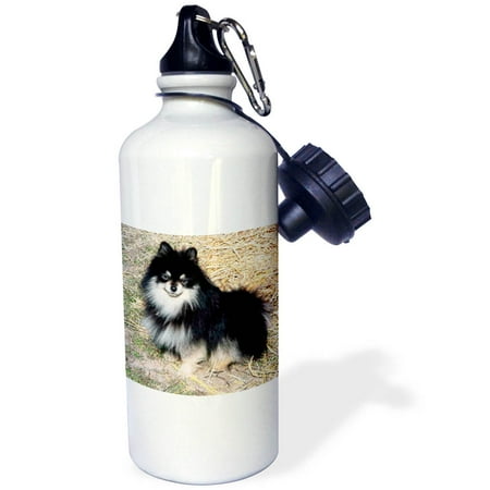 

Black and Tan Pomeranian 21 oz Sports Water Bottle wb-941-1