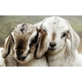 thumbnail image 3 of Caprina By Canus Fresh Goat'S Milk Body Wash Lavender Oil, 3 of 4