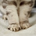 thumbnail image 2 of Warm Mat For Cat Dog Thermal Pet Mat Soft Sleep Keep Warm In Winter Blankets Dog Pad Self Heating Rug Thermal Washable Mat Bed, 2 of 6