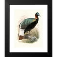 thumbnail image 2 of Joseph Smit 14x18 Black Modern Framed Museum Art Print Titled - Lophophorus Sclateri. (1872), 2 of 5