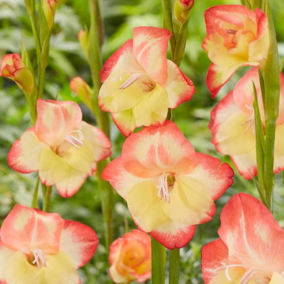 Easy to Grow Hardy Gladiolus Las Vegas 10 Bulbs, Yellow Multicolor Blooms Spring Sun