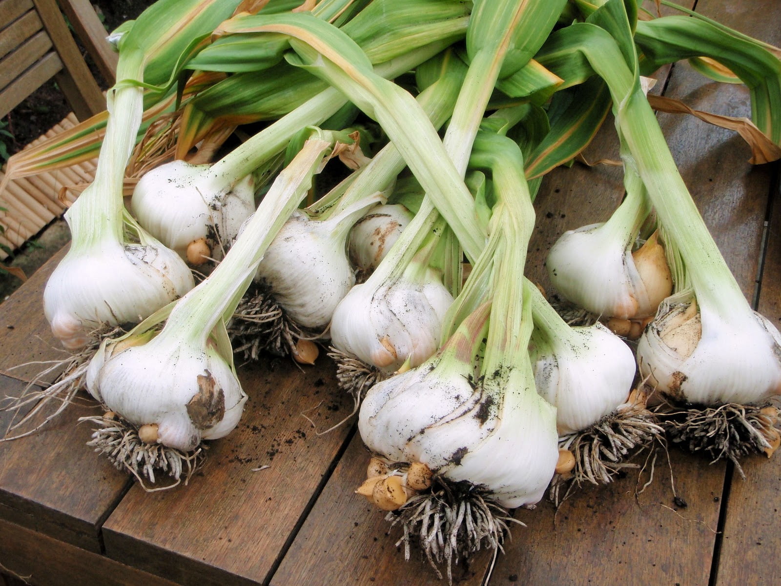 Japanese Garlic (Ajo Japones) 100% Natural!!! 250 (Count per bag) 7 oz