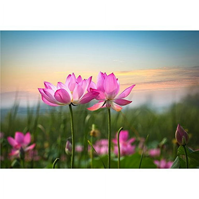 wall26 - Sunshine Rising Lotus Flower in Thailand - Removable Wall Mural |  Self-Adhesive Large Wallpaper - 66x96 inches