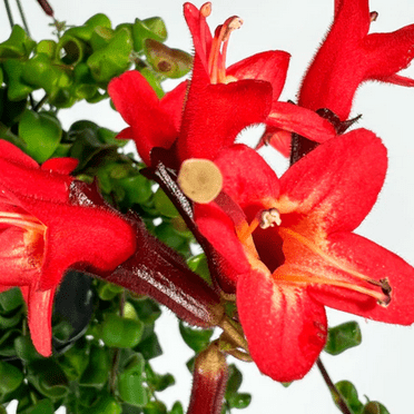 Twisted Curly Lipstick Plant Live Houseplant, In 2 Inc Pot