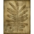 thumbnail image 2 of Slocum, Nancy 15x18 White Modern Wood Framed Museum Art Print Titled - Sepia Drenched Fern I, 2 of 4