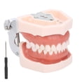 thumbnail image 2 of Modelo de dientes dentales, modelo de dientes desmontables Simulación Modelo de dientes desmontables Modelo de dientes de enseñanza Diseño aerodinámico, 2 of 8
