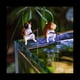 thumbnail image 4 of 7 Piezas de Gatos Pescando Estatuilla Escultura de Gatos Sentado Pescando PequeñOs Gatos Lindos Adorno de Resina Muebles Decorativos, 4 of 5