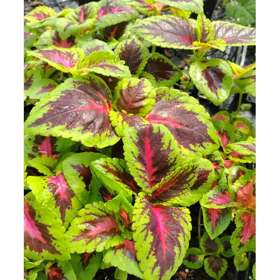 Pinto Coleus – Bold Foliage for Sun or Shade ( 5 count )