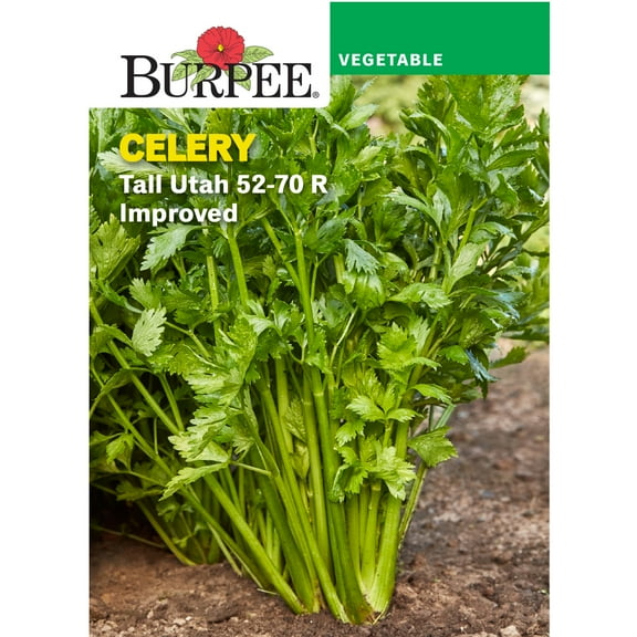 Burpee Tall Utah 52-70 R Improved Celery Annual Vegetable Seed, 1-Pack, Full Sun