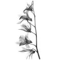 thumbnail image 2 of Koetsier, Albert 23x32 Black Ornate Wood Framed with Double Matting Museum Art Print Titled - Orchid, 2 of 4