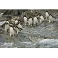 thumbnail image 2 of Grall, Don 32x23 White Modern Wood Framed Museum Art Print Titled - Antarctica, Royal Bay Macaroni Penguins, 2 of 4
