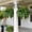 60-leaf, variant on Large Artificial Boston Fern for Outdoors, UV Resistant Fake Ferns for Hanging Baskets & Porch, 28/38/60/88 Fronds Lifelike Faux Fern Plants Bundles, Outdoor/Indoor Decor, No Pot (2, 38-Leaf)