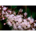 thumbnail image 7 of 20 White NEW JERSEY TEA Hummingbird Flower Ceanothus Americanus Shrub Seeds, 7 of 7