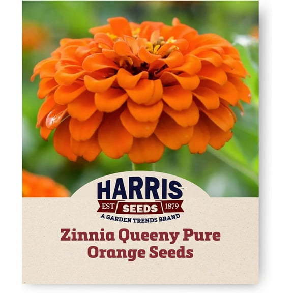 Harris Seeds - Zinnia Seeds Queeny Pure Orange Flowers - Non-GMO - 250 Seeds