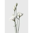 thumbnail image 2 of Design Fabrikken 14x18 White Modern Wood Framed Museum Art Print Titled - Lisianthus White, 2 of 4