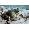 thumbnail image 1 of 24"x36" Gallery Poster, A pine barrens tree frog (Hyla andersonii), 1 of 1