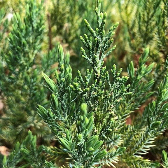 Blue Point Juniper - Juniperus chinensis 'Blue Point'