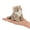 Grey Cat, variant on NCQ Cute Orange Cat Stuffed Animal Plush Toy - Weighted & Soft, Cute Small Plushie Gift for Kids, Girls, Boys, Adults. 8 inches