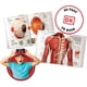 thumbnail image 2 of Cuerpo Humano de Realidad Virtual. Incluye Libros DK, Kit de Ciencia para Niños, Juguetes STEM y Gafas de Realidad Virtual., 2 of 5