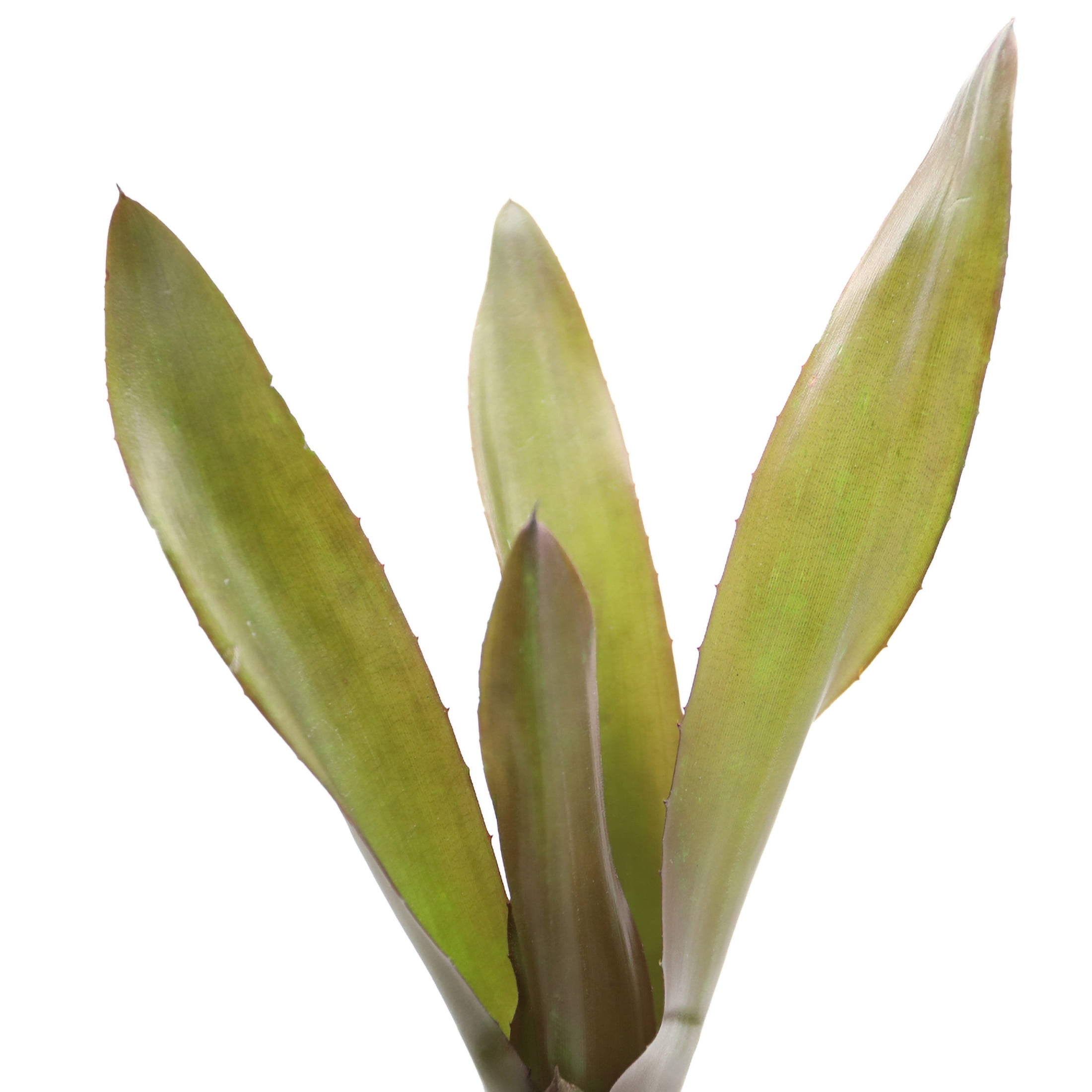 ReptiCulture Voodoo Doll Bromeliad Plant 3 ct
