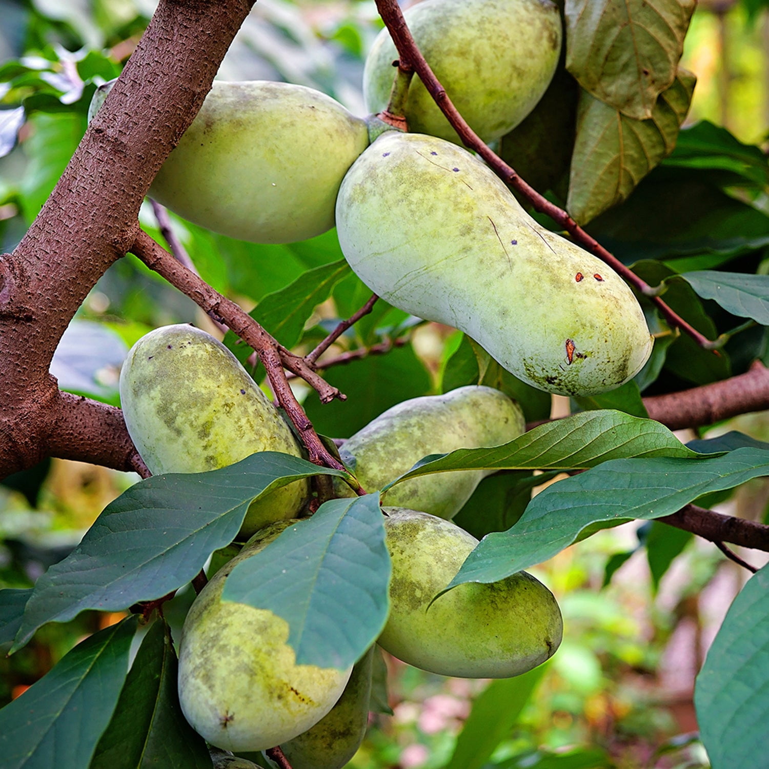 Expert Gardener 3-4 ft tall Paw Paw Live Tree in 7-Gallon Grower Pot