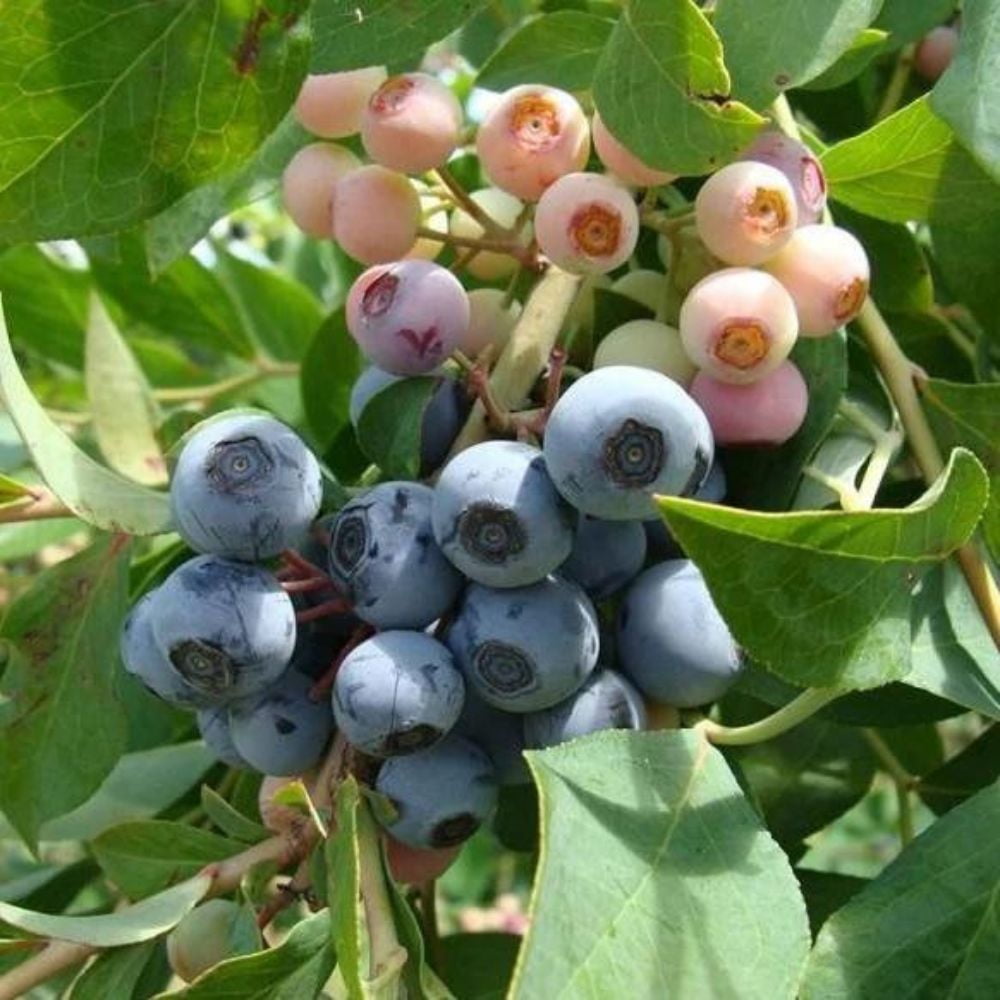 Expert Gardener 2-3 ft tall Powder Blue Rabbiteye Blueberry Live Shrub in 5-Gallon Grower Pot