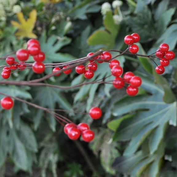 GOOHOCHY Miniature Simulation Cherries Red Foam 100Set