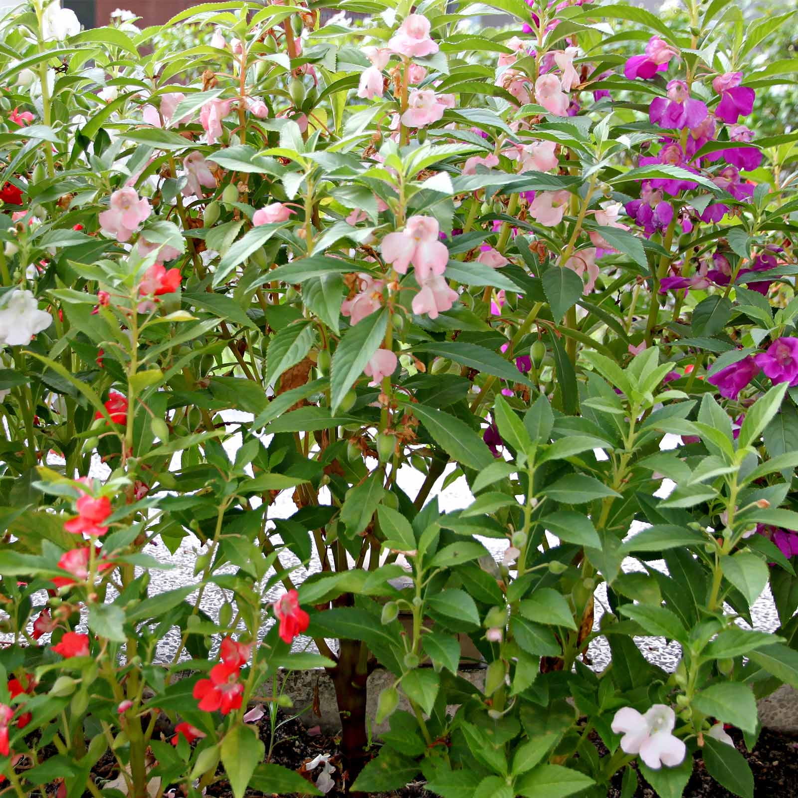 Buy Impatiens Balsamina Flower Seeds Plant Impatiens Balsamine Flowers