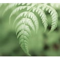 thumbnail image 5 of Classy Groundcovers, Lady Fern, Northern Lady Fern, Alpine Lady Fern, Female Fern, Longleaf Lady Fern (25 Pots, 3 1/2 inch square), 5 of 10