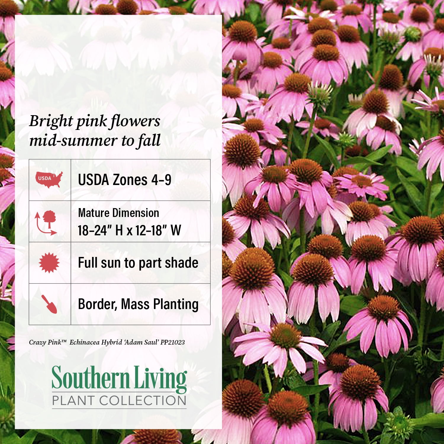 Crazy Pink Echinacea 'Coneflower' (2.5 Quart) Flowering Perennial with Bright Pink Blooms - Full Sun to Part Shade Live Outdoor Plant - Southern Living Plants