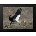 thumbnail image 2 of Bennion, Scott 18x14 Black Modern Framed Museum Art Print Titled - Yellow Billed Stork with Dinner, 2 of 5