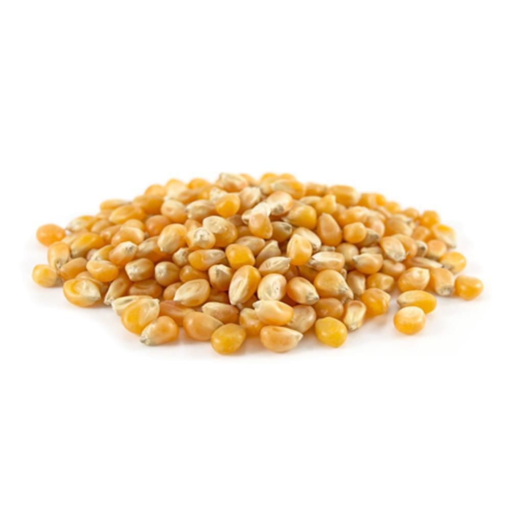 Sunglos GOLD Theater grade Unpopped popcorn kernels Butterfly 50lbs